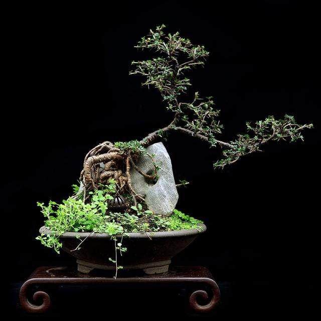 金雀盆景枝条柔韧 比较容易通过修剪来实现造型