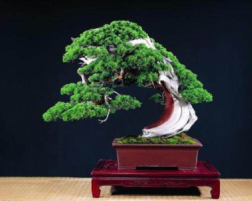 柏树盆景在春季发芽的修剪方法