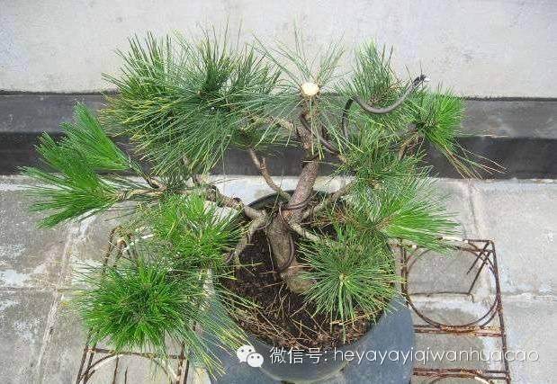 中小学作文精选 我的盆景