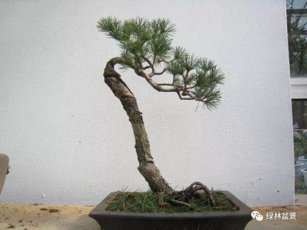 如何给截干后的松树盆景进行处理伤口