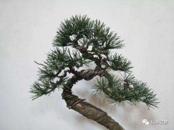 如何给截干后的松树盆景进行处理伤口