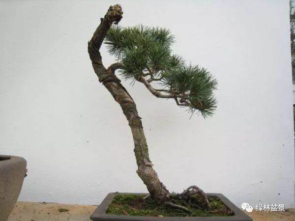 如何给截干后的松树盆景进行处理伤口