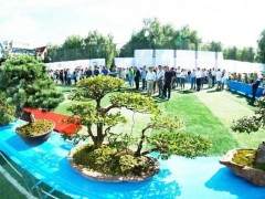 高邮举办第二届盆景艺术展