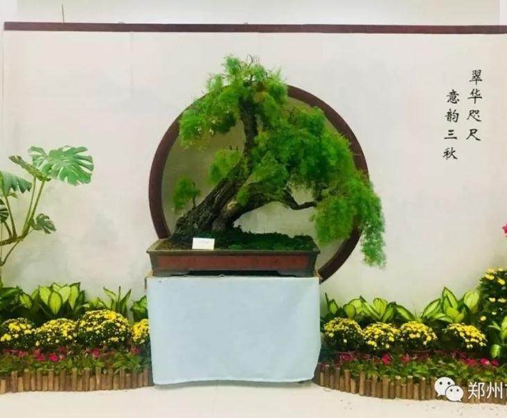 郑州市第五届盆景展明天开展
