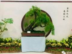 郑州市第五届盆景展明天开展
