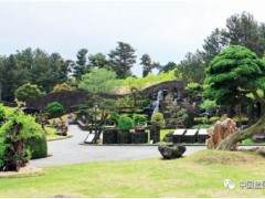 为什么大佬都去看这个济州岛的盆景园？