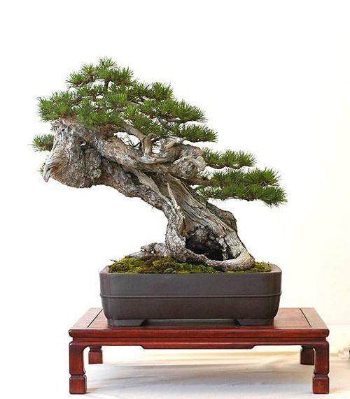 给松树盆景换盆的6个注意事项