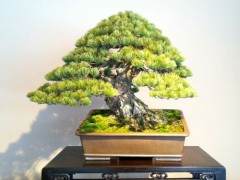 今年二月是我们的日本盆景之旅的最后一站