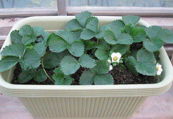 现代农民过时尚年 盆景草莓渐热销棚养金鱼成新宠