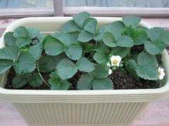 现代农民过时尚年 盆景草莓渐热销棚养金鱼成新宠