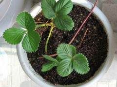 草莓盆景以20元出售给游客 每年能出售5000余盆