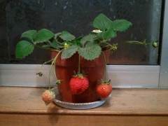 盆景草莓因好吃又好看 很受消费者青睐