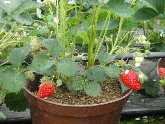 10元至15元一盆的草莓盆景却吸引了众多市民光顾