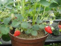 10元1盆的草莓盆景却吸引了众多市民光顾