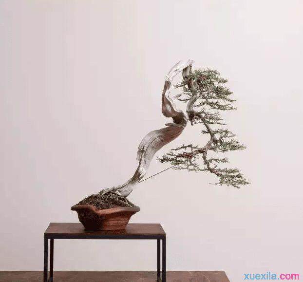 记北京著名盆景赏石艺术家 -- 卢乃骤先生