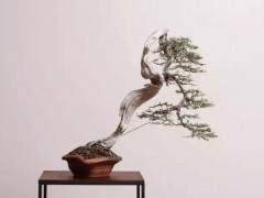 记北京著名盆景赏石艺术家  卢乃骤先生