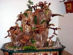 韩国的高质食用菌盆景