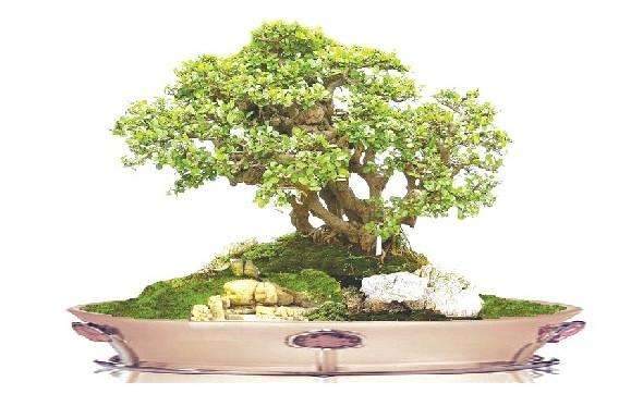 金钱树盆景的养护指南