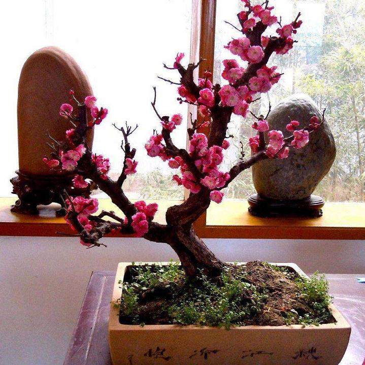 腊梅盆景种植时的3个注意事项