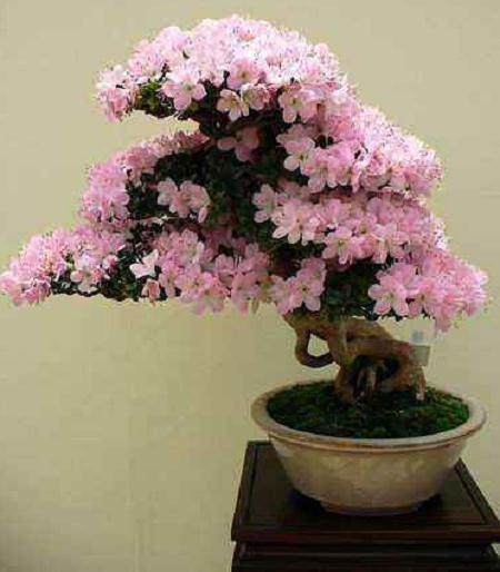 江苏最大的产业化盆景园项目于本月正式启动