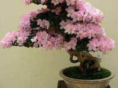 江苏最大的产业化盆景园项目于本月正式启动