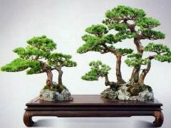 购买日本五针松盆景