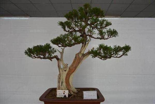 侧柏盆景的栽培技术