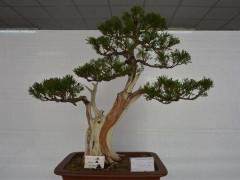 侧柏盆景的栽培技术