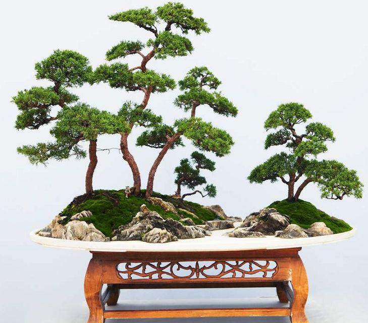 2011年侧柏盆景栽培全套资料(视频+文字教材)