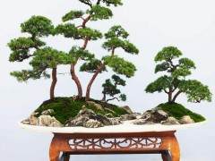 2011年侧柏盆景栽培全套资料（视频+文字教材）