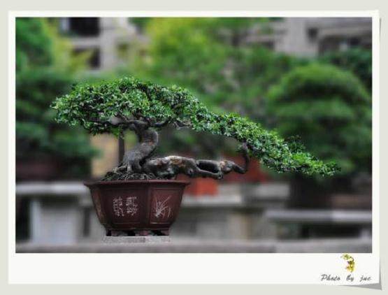 惊艳!大师级“苏派盆景”现身镇江