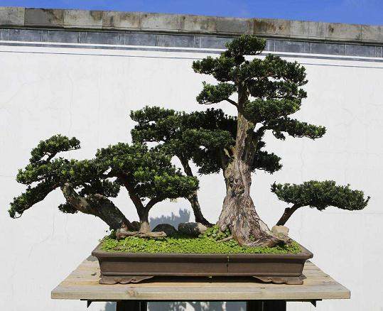 徽派盆景艺术博物馆注重对盆景进行收藏、研究