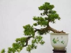 城市的过程中 盆景是十分珍贵的资源