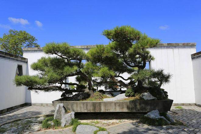 都江堰市安龙镇花木交易的盆景生意 还没进入旺季