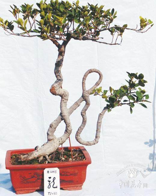 75岁的莆田教师方金海痴迷书法盆景20余年