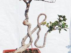 75岁的莆田教师方金海痴迷书法盆景20余年