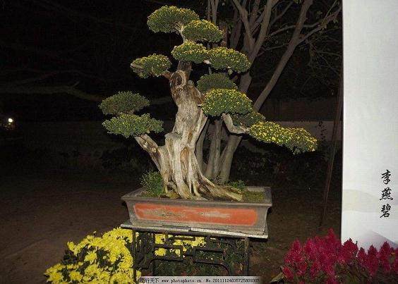 盆菊盆景的越冬方法