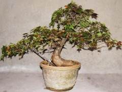 高家堰村共有盆景储量800万盆 远销上海香港