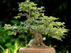 鹅耳枥盆景的风格通常是正式和非正式的