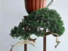 进入中国盆景艺术大师冯连生的盆景园