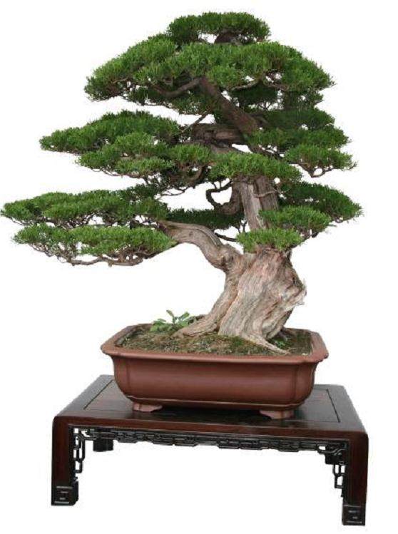 他请的高人是我国动势盆景开创者贺淦荪的徒弟