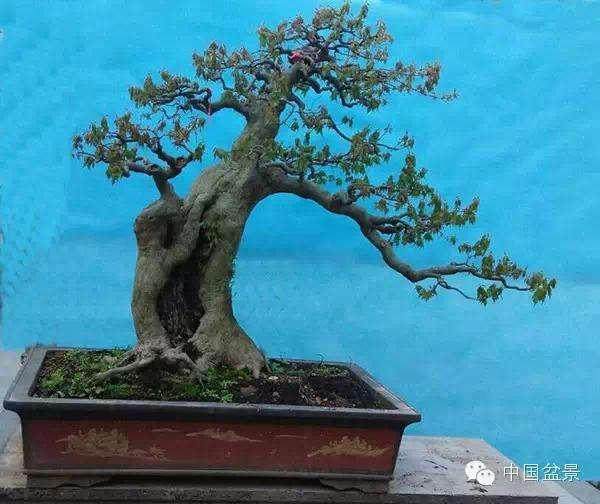 湖州市南浔区花卉盆景协会种植基地