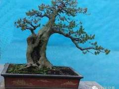 湖州市南浔区花卉盆景协会种植基地