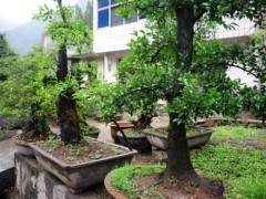 高家堰盆景3000余亩 销售盆景250万盆