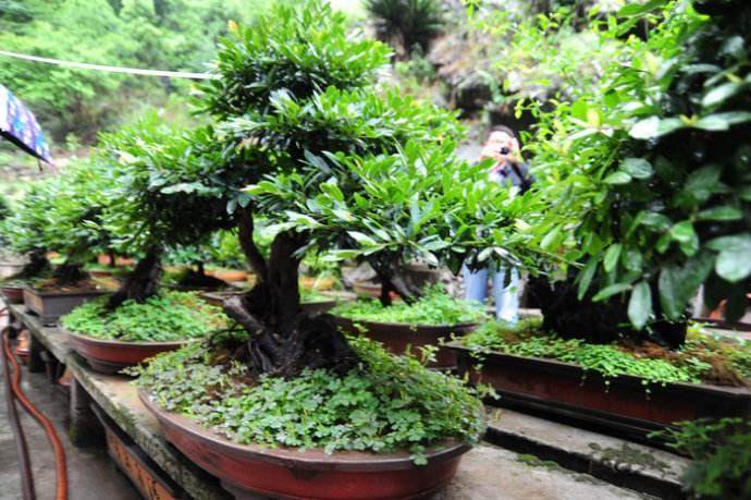 2012年盆景种植面居前5位的为广东、四川、江苏