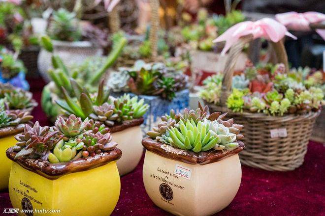 2004年 上海约有6个多肉种植场 此后市场走入低谷