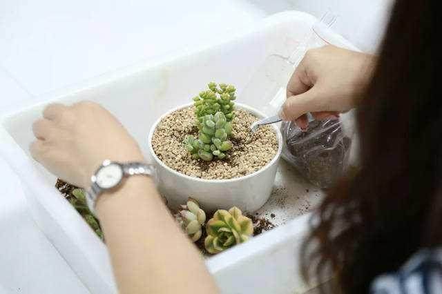 上海开设多肉实体店的投入很高 生意不好做