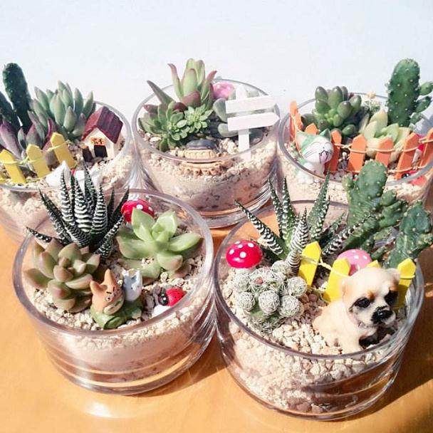 上海多肉品相总体上比漳州好、比山东差