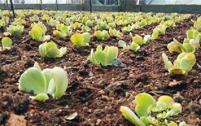 韩国智勇投资8000万元 用于多肉植物的新品种研发