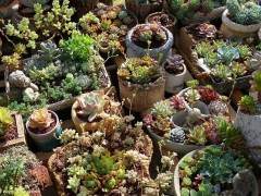 三年级开设多肉植物课 班级共同种植多肉植物70多种